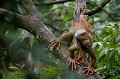 (Iguana iguana) Très bon grimpeur, l'Iguane utilise ses griffes pour s'accrocher à l'écorce des arbres et avoir de bonnes prises. Il peut tomber d'une hauteur de 15 m sans se blesser. Herbivore, il ne dédaigne pas les araignées et les insectes. La rangée d'épines sur son dos et sur sa queue lui sert de défense contre les prédateurs. Dans de nombreux pays d'Amérique du sud, il est chassé pour sa viande ou vendu sur les marchés locaux comme animal domestique. La femelle pond annuellement entre 20 et 70 œufs. 2 % survivent. Le prédateur de l'Iguane est le Basilic commun qui se gave des œufs... iguane,vert,costa,rica. 