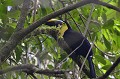  Toucan,swainson,costa,rica. 