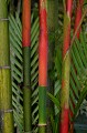  bambous,costa,rica. 