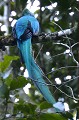 (Pharomachrus mocinno) Il est considéré comme le plus bel oiseau du monde.
Très difficile à observer. Il aime l'altitude. On le rencontre au-dessus de 1200 mètres. Le Quetzal fréquente la canopée et la sous-canopée. Il recherche  les arbres (ficus, brosimum, cecropia...) à une hauteur de 25, 40 ou 60 mètres... Il se nourrit principalement de fruits. Reproduction de mars à juin. Ponte de deux œufs. Espèce quasi menacée. quetzal,resplendissant,costa,rica. 