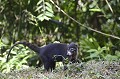 (Nasua narica) coati,nez,blanc. 