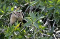 (Cebus capucinus) Il occupe tous les types de forêts néo-tropicales : humides, sèches, inondées, mangroves, galeries... Le Capucin moine vit en groupe et est territorial. Il se déplace d'un site à l'autre de nourriture, sans se focaliser sur un arbre en particulier et ne reste jamais longtemps au même endroit. Il est omnivore et se nourrit principalement de fruits et de feuilles, mais aussi d'insectes, d'araignées, de crabes, d'huitres, de petits vertébrés, de graines, de bourgeons, de fleurs... moine,capucin,costa,rica. 