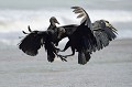 (Coragyps atratus) Urubus noirs. urubu,noir,costa,rica. 