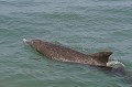 Au large de la péninsule d'Osa, versant pacifique, belle rencontre avec un groupe de dauphins. Ces mammifères marins se nourrissent de petits poissons. Ils peuvent atteindre une longueur de 4 mètres... dauphin,gros,nez,costa,rica. 