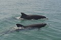  dauphins,gros,nez,costa,rica. 