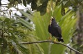 (Buteogallus anthracinus) Ce rapace habite les mangroves, les marais et les vasières. Il se nourrit surtout de poissons, mais aussi de reptiles, de crabes terrestres et d'amphibiens. Il peut aussi s'en prendre aux rongeurs, chauve-souris, sauterelles et chenilles. La Buse chasse souvent depuis un perchoir bas ou à partir du sol. Son nid, à une hauteur variant de 5 à 30 mètres est volumineux. La femelle pond de 1 à 3 œufs. Les bébés quittent le nid à l'âge de 80 jours... buse,noire,costa,rica. 