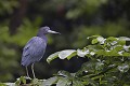 (Egretta caerulea) Elle fréquente les zones humides peu profondes et se nourrit de crabes et insectes aquatiques, mais aussi de petits poissons, de grillons, de criquets et d'araignées. La population est en déclin, en raison du drainage des zones humides et de la coupe des forêts. aigrette,bleue,costa,rica. 