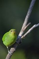 (Vireolanius pulchellus) On le rencontre dans les forêts humides tropicales. Il se nourrit d'arthropodes, de fruits et de baies charnues. grieche,vireo,vert,costa,rica. 