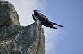 (Fregata minor) Cette femelle se repose sur le bord de la falaise. Bel oiseau à large envergure (jusqu'à 2,30 m), qui vit dans les océans tropicaux et subtropicaux. Il se nourrit tout en volant, happant les poissons sous la surface de l'eau ou dans les airs quand il s'agit d'un poisson volant. Il peut aussi harceler d'autres oiseaux marins et leur chiper leur pêche. Il se reproduit dans les petites îles et les mangroves. Le mâle séduit la femelle en gonflant sa poche gulaire rouge. La femelle dépose un œuf qui sera couvée pendant 55 jours par les deux parents. fregate,pacifique,costa,rica. 