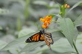 (Danaus plexippus) C'est un papillon qui est célèbre pour sa migration, en millions d'individus, du Canada vers le Mexique d'août à octobre et du Mexique vers le Canada au début du printemps. La durée de vie d'un Monarque est de deux mois l'été et de sept mois pour la forme hivernale. monarque,costa,rica. 