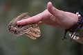 (Caligo eurilochus) Un très gros ocelle noir cerclé de jaune figure sur chaque aile postérieure faisant penser aux yeux d'un hibou ou d'une grenouille arboricole. De plus, il porte à l'extrémité de ses ailes un dessin qui rappelle la tête d'un serpent. Ce sont des moyens de défense qui lui servent à éloigner les prédateurs. papillon,hibou,costa,rica. 