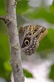 (Caligo eurilochus) C'est un grand papillon d'une envergure pouvant atteindre 130 mm, qui réside dans la forêt humide. papillon,hibou,costa,rica. 