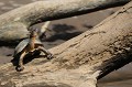 (Rhinoclemmys funerera) Observée dans la réserve de Tortuguero au nord-est du Costa Rica. tortue,noire,costa,rica. 