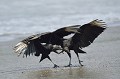 (Coragyps atratus) Urubus noirs. urubus,noirs,costa,rica. 