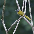 (Saltator maximus) Il se nourrit de fruits, d'insectes, de nectar et de bourgeons. saltator,grands,bois,costa,rica. 