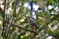 (Rupornis magnirostris) Hors les zones boisées denses, elle s'adapte à presque tous les habitats. Oiseau prédateur, la Buse à gros bec chasse les reptiles, les insectes, les arthropodes. Elle apprécie autant les batraciens que les petits mammifères. Elle se nourrit aussi de poissons. La ponte de la femelle comprend un ou deux œufs... buse,gros,bec,costa,rica. 