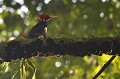 (Campephilus guatemalensis) Observé dans la forêt humide de Corcovado. pic,bec,clair,costa,rica. 