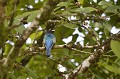 (Trogon caligatus) Il habite la forêt tropicale, les espaces  semi-ouverts ou les lisières des forêts et se nourrit de fruits et d'insectes. trogon,lunettes,jaunes,costa,rica. 