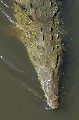 (Crocodylus acutus) Il s'agit d'une des plus grandes espèces de crocodile. Le mâle peut atteindre 6 à 7 mètres et peser jusqu'à 1 tonne. Il fréquente les eaux douces comme les fleuves et les lacs, mais aussi les eaux saumâtres comme les estuaires, les lagunes et les marais. Il se nourrit d'animaux marins, de poissons, de tortues et de crabes. Il chasse aussi des oiseaux et s'attaque au bétail.... Il peut être dangereux pour l'homme. crocodile,americain,costa,rica. 