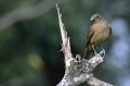 (Turdus grayi) Oiseau national du Costa Rica. merle,fauve,costa,rica. 