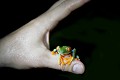 (Agalychnis callidryas) La Grenouille aux yeux rouges ne dépasse pas 8 cm ! grenouille,arbres,yeux,rouges,costa,rica. 