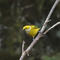 (Tangara icterocephala) calliste,safran,costa,rica. 
