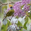 (Chlorospingus pileatus) chlorospin,sourcils,brises,costa,rica. 