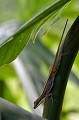 (Norops polylepius) Ce petit lézard a la capacité de changer de couleur et de se fondre dans la nature, à l'approche d'un éventuel prédateur. anole,costa,rica. 