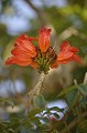 (Spathodea campanulata) tuliper,gabon,costa,rica. 