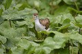 (Jacana spinosa) Il vit dans les zones humides et consomme des insectes, des invertébrés, des petits poissons et les graines de nénuphars... jacana,mexique,costa,rica. 