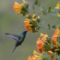  colibri,costa,rica. 