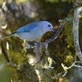 (Thraupis episcopus) tangara,eveque,costa,rica. 