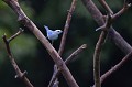 (Thraupis episcopus) tangara,eveque,costa,rica. 