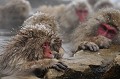 (Macaca fuscata) macaques,japon. 
