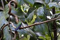  colibri,costa,rica. 