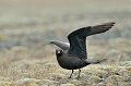 (Stercorarius parasiticus) Cet oiseau vit en solitaire ou en colonies dans la toundra. La ponte comprend 2 œufs couvés pendant 4 semaines... labbe,parasite,islande. 