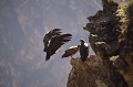 (Vultur gryphus) condor,andes,perou. 