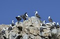 (Sula variegata) Cet oiseau marin vit en colonies de plusieurs dizaines de membres et se nourrit de poissons, qu'il pêche en plongeant d'une hauteur de 20 à 25 mètres... fous,varies,iles,ballestas,perou. 