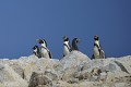 (Spheniscus Humboldt) Ce manchot vit dans les zones côtières du Pérou et du Chili. Il se nourrit de poissons et de crustacés. L'espèce est menacée d'extinction en raison de la surpêche et de la destruction de son habitat par l'homme, liée à l'exploitation du guano. manchots,humboldt,iles,ballestats,perou. 