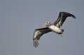 (Pelecanus thagus) Il vit sur la côte ouest du Pérou et du nord du Chili et se nourrit de poissons avec une préférence pour les anchois. Il se reproduit de septembre à mars. La femelle pond deux à trois œufs, qui sont couvés pendant cinq semaines... pelican,thage,iles,ballestas,paracas,perou. 