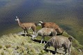 Le Lama est le plus grand des petits camélidés. Sa taille au garrot est supérieure à 100 cm et ses oreilles sont arrondies et incurvées en forme de banane. Son poids varie de 120 à 180 kg. Il est élevé pour sa laine et pour sa viande. Le Lama crache pour se défendre, rarement sur les hommes, plus souvent sur ses congénères. Dans "Tintin et le temple du soleil", Hergé accentue cette attitude du Lama en le faisant cracher sur le capitaine Haddock ! lamas,perou. 