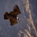 (Vultur gryphus) En utilisant les courants ascendants, le Condor peut s'élever jusqu'à 5 500 mètres d'altitude. Il est également capable de voler jusqu'à la mer pour déguster l'un de ses mets préférés, le placenta d'otarie. Ce grand vautour se nourrit des dépouilles des cerfs, des lamas, des lapins, des écureuils et autres petits rongeurs. Il n'est pas chasseur, ses pattes qui ressemblent à celles d'un poulet ne lui permettent pas d'attraper ou de transporter la moindre proie. Il peut survivre sans s'alimenter une semaine ou deux. condor,vallee,colca,perou. 