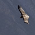 (Vultur gryphus) Son envergure peut atteindre 3,20 m et son poids 12 kg !!! condor,vallee,colca,perou. 