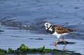 (Arenaria interpres) Comme son nom l'indique, cet oiseau retourne les pierres à la recherche de mollusques adhérant aux rochers. On le rencontre le long des côtes, plages et vasières littorales... tournepierre,collier,france. 