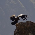 (Vultur gryphus) Concernant la reproduction, elle se fait au rythme d'un œuf pondu par la femelle tous les deux ans. L'incubation est le fait essentiellement de la femelle. Les petits éclosent au terme de deux mois et restent au nid six mois avant de commencer à voler. condor,vallee,colca,perou. 