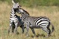  zebres,masai,mara,kenya. 