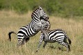  zebres,masai,mara,kenya. 