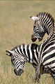  zebres,masai,mara,kenya. 