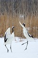 C'est dans l'île d'Hokkaido, au nord de l'archipel que l'on peut rencontrer les grues du Japon (tancho) à la calotte rouge et aux ailes frangées de noir. C'est l'espèce la plus rare, avec une population d'environ 2500 individus. Sur cette image, deux grues exécutent une danse nuptiale, au milieu de cris aigus et prolongés...
Une fascinante chorégraphie ! grues,japon,hokkaido. 