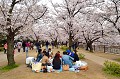 Au début du mois d'avril, une marée rose et blanche submerge les villes et les campagnes japonaises. S'ouvre l'Hanami, la période de contemplation des cerisiers en fleurs (sakura), à laquelle aucun japonais ne saurait se soustraire. Cette tradition, influencée par la dynastie chinoise Tang, correspond au Japon de la période Nara (710 - 784). D'origine aristocratique, elle est devenue à compter du XVIème siècle, une immense fête populaire. Parcs, squares et lieux historiques sont envahis par les promeneurs, des milliers de pique-niques sont organisés sous les arbres. Le Japon tout entier rend hommage à la nature. cerisiers,osaka,japon. 